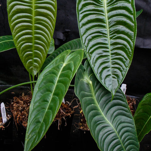 King Anthurium veitchii with large glossy ribbed leaves against a dark backdrop.