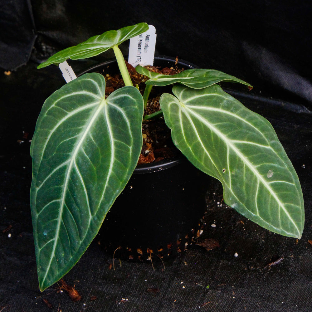 
                      
                        Anthurium villenaorum
                      
                    