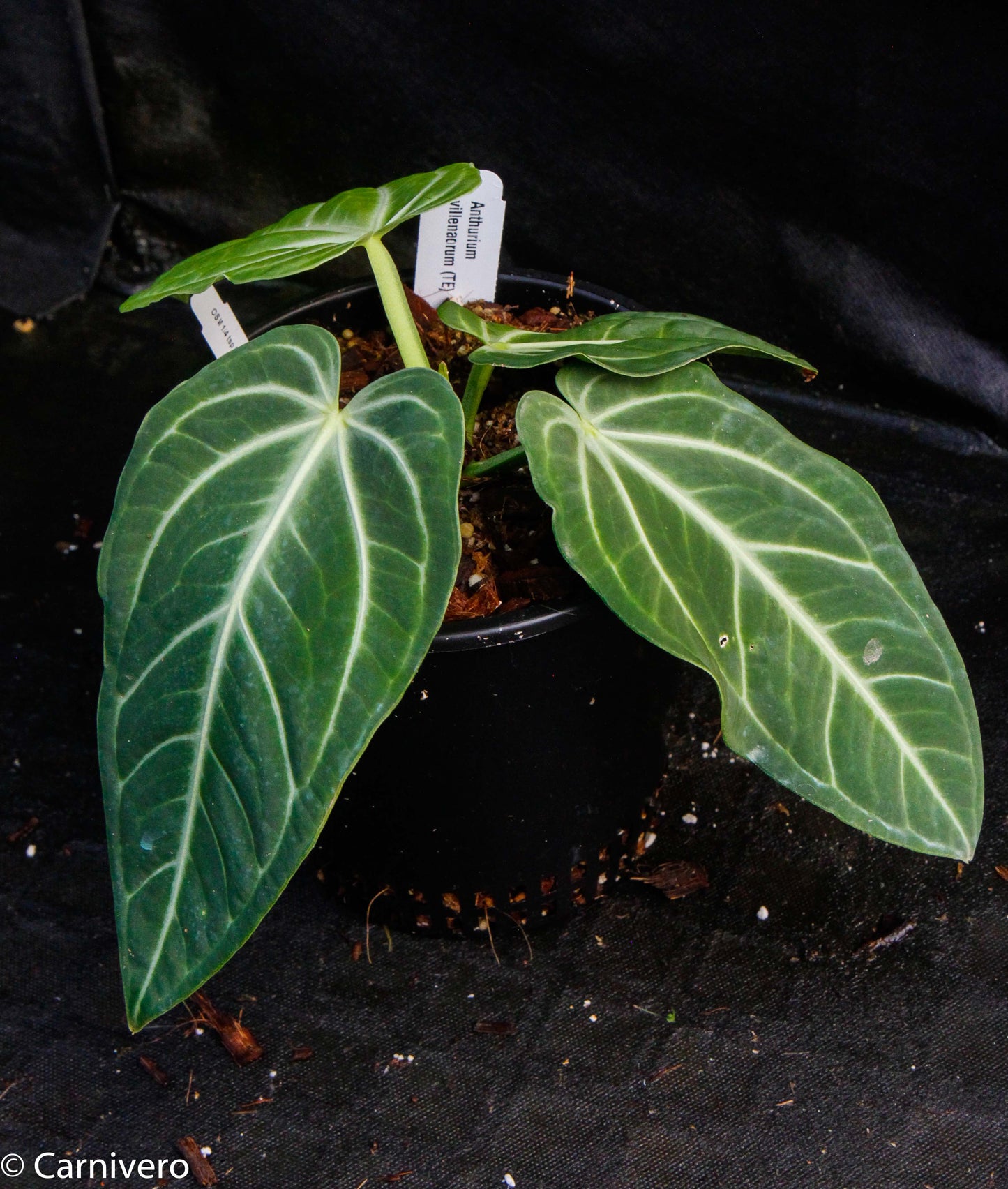 anthurium villenaorum for sale Anthurium villenaorum – Carnivero