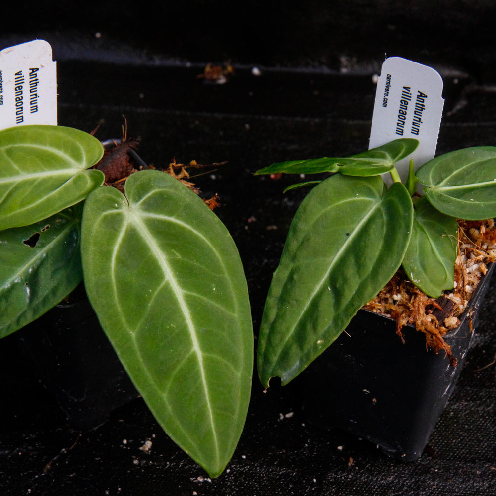 
                      
                        Anthurium villenaorum
                      
                    