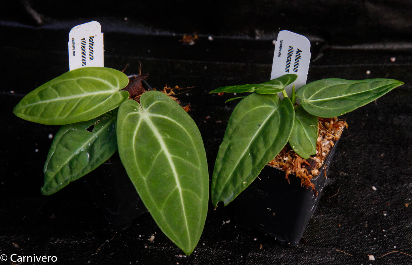 anthurium villenaorum for sale Anthurium villenaorum – Carnivero