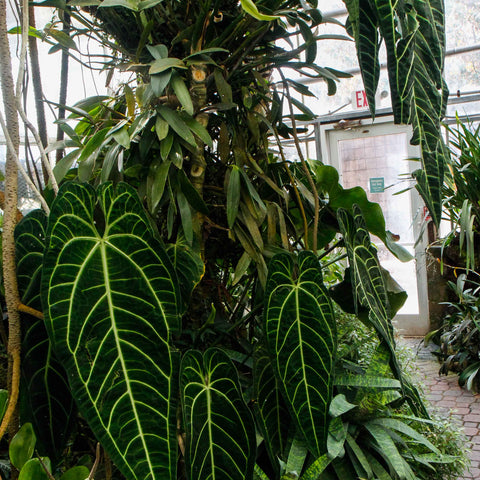 Queen Anthurium plant with large dark green leaves and bright pale veins in a greenhouse display.