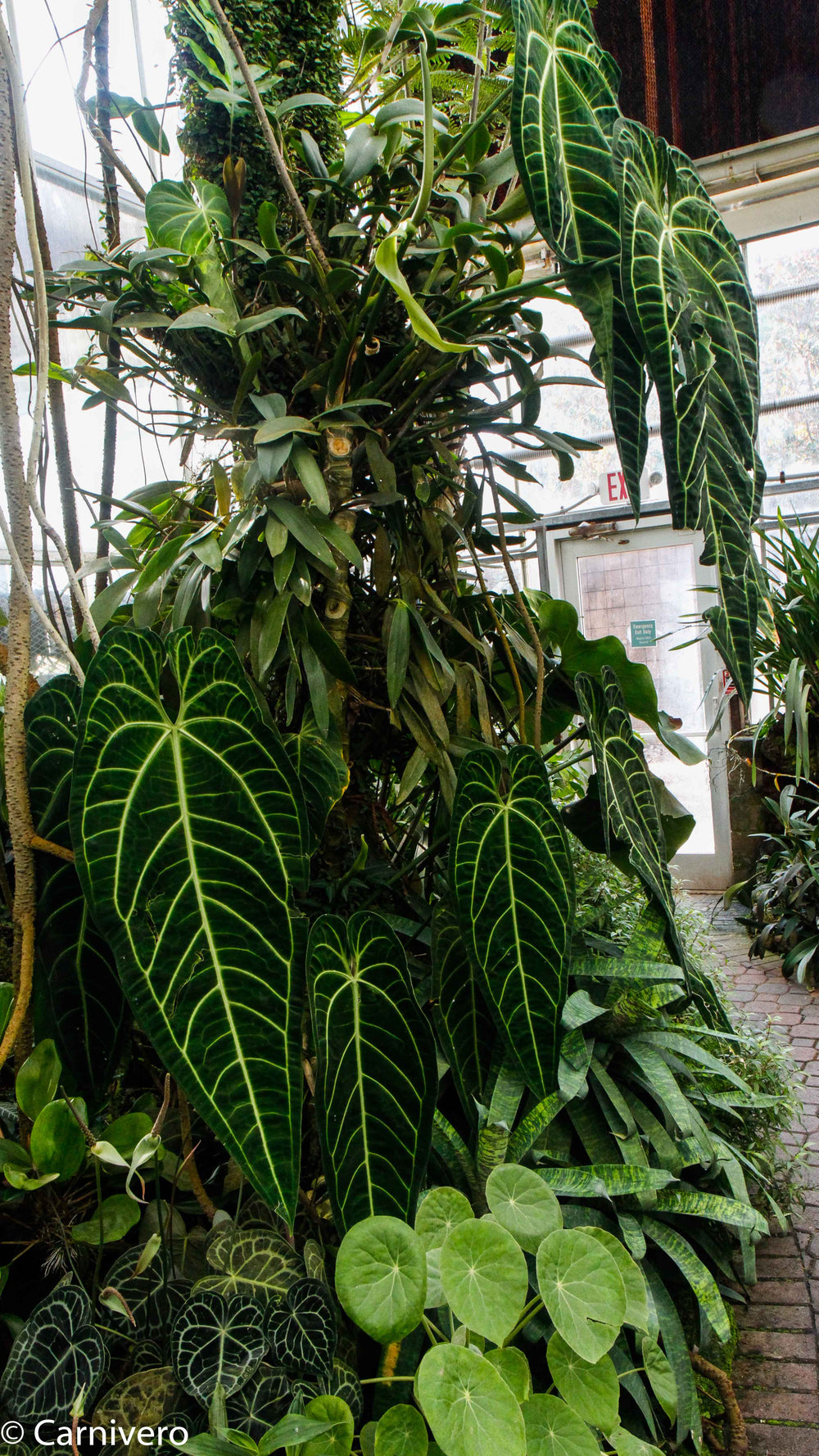 anthurium warocqueanum dark narrow Anthurium warocqueanum, Queen Anthurium – Carnivero