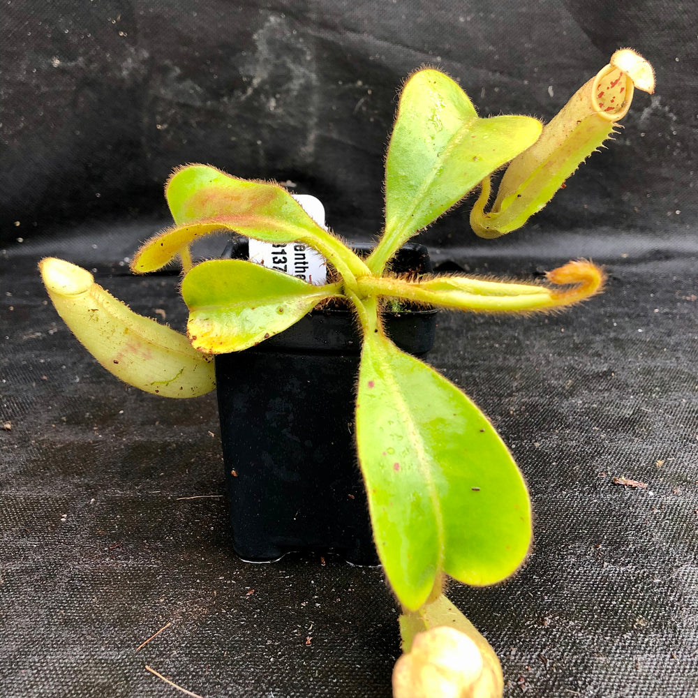 
                      
                        Nepenthes chaniana x veitchii, BE-3137
                      
                    