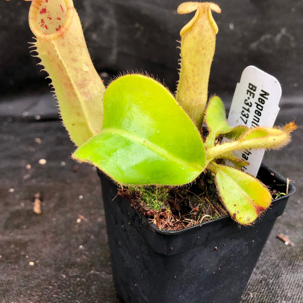 
                      
                        Nepenthes chaniana x veitchii, BE-3137
                      
                    