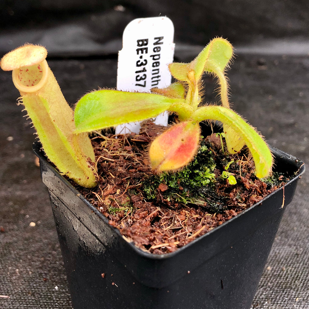 
                      
                        Nepenthes chaniana x veitchii, BE-3137
                      
                    