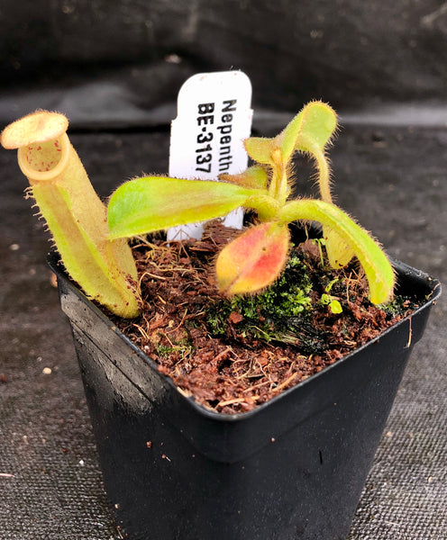 Nepenthes chaniana x veitchii, BE-3137