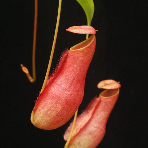 Nepenthes madagascariensis BE-3247 with elongated red pitchers against a dark background.