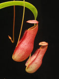 Nepenthes madagascariensis, BE-3247