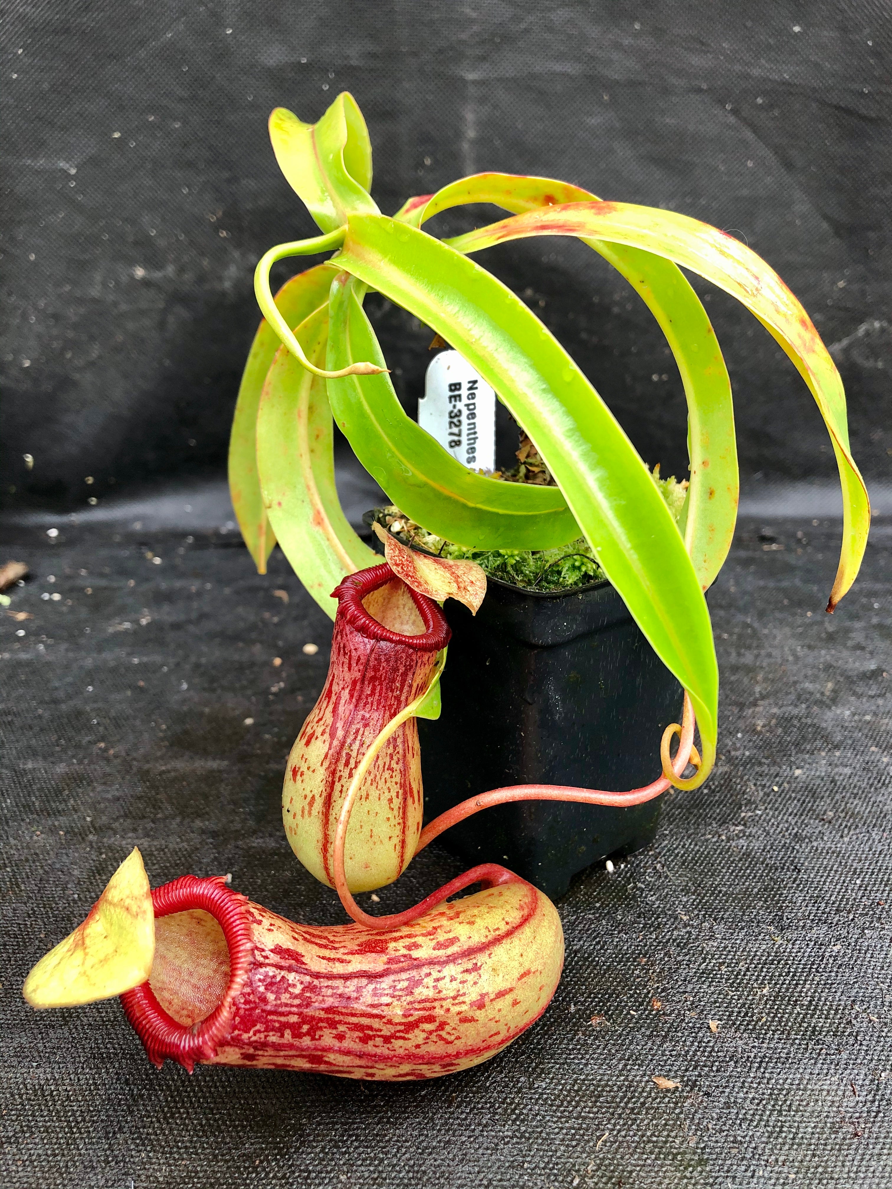 Nepenthes ventricosa 在来 Nepenthes ventricosa Madja-as, BE-3278 – Carnivero