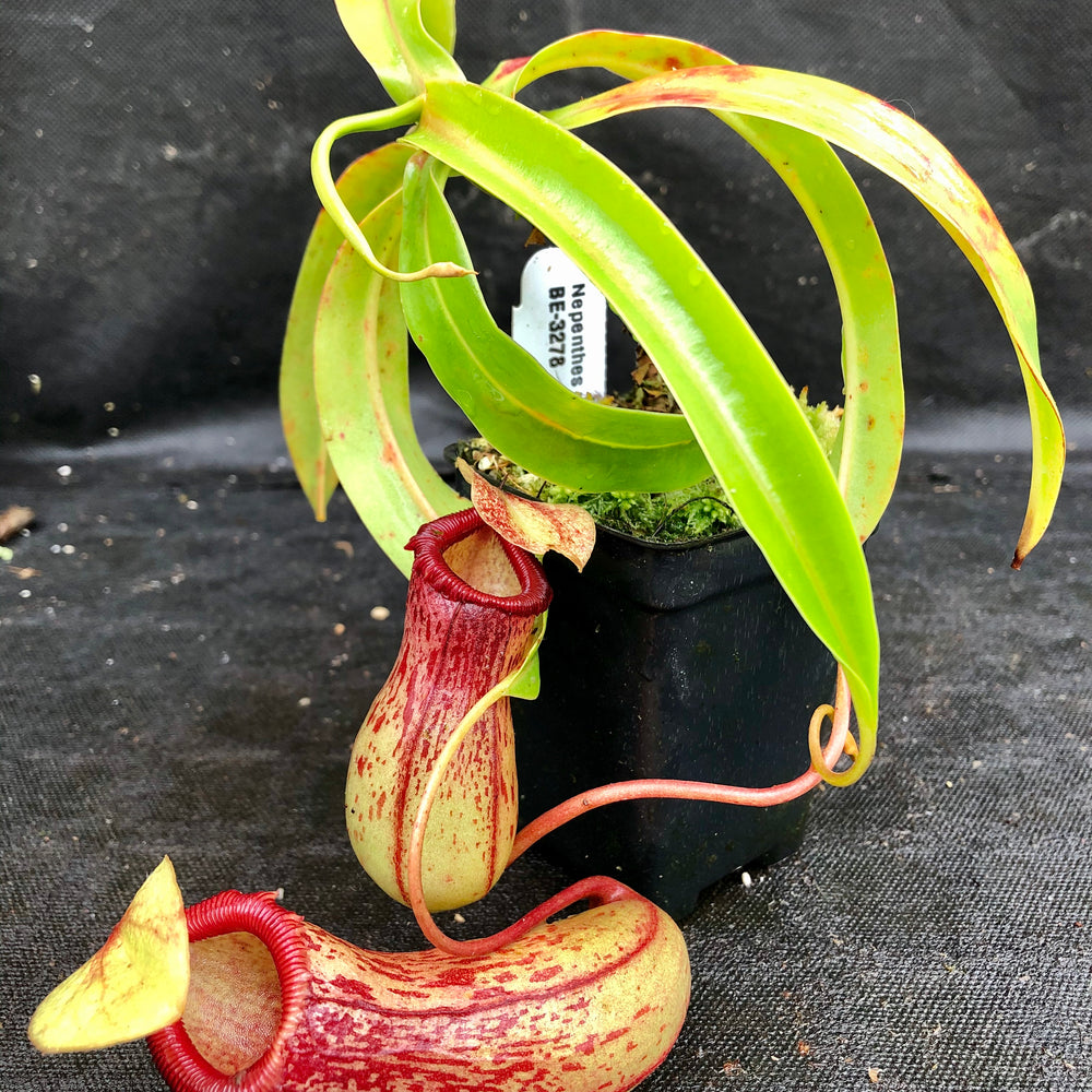 
                      
                        Nepenthes ventricosa Madja -as, BE-3278, pitcher plant, carnivorous plant, collectors plant, large pitchers, rare plants 
                      
                    