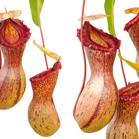 Group of Nepenthes ventricosa Madja-as pitchers with pale yellow bodies and vivid red ribbed peristomes hanging from stems