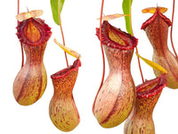 Nepenthes ventricosa Madja -as, BE-3278, pitcher plant, carnivorous plant, collectors plant, large pitchers, rare plants 