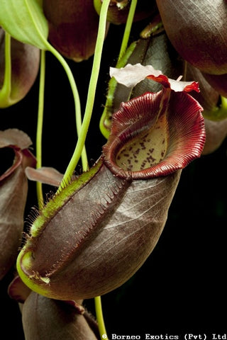 Close-up of a Nepenthes spathulata x gymnamphora pitcher with maroon exterior and pale speckled interior.