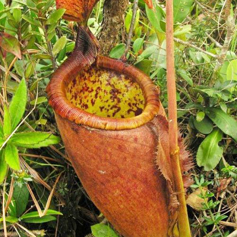 Nepenthes palawanensis BE-3651 pitcher plant with a tall brownish red pitcher and a long tendril among green foliage.