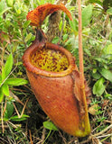 Nepenthes palawanensis, BE-3651