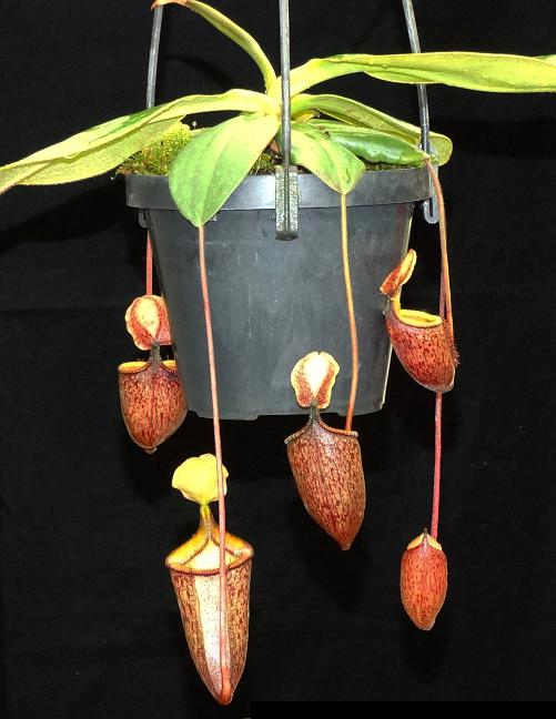 Nepenthes palawanensis, BE-3651 – Carnivero