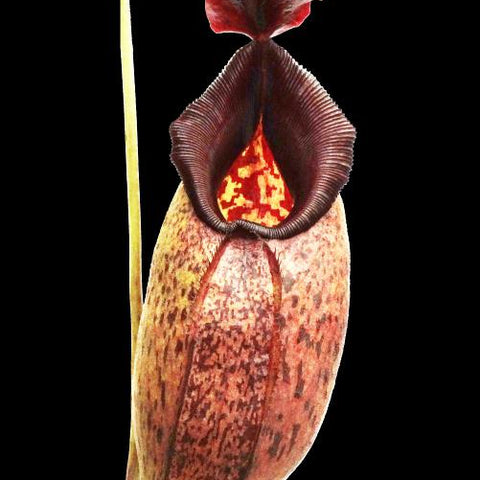 Nepenthes aristolochioides x robcantleyi pitcher with speckled cream body and dark burgundy mouth against a black background