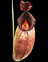 Nepenthes aristolochioides x robcantleyi