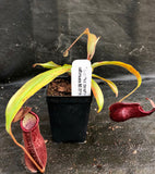 Nepenthes densiflora x rafflesiana, BE-3719