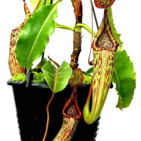 Nepenthes maxima BE-3735 plant in a pot with multiple long striped pitchers and green leaves