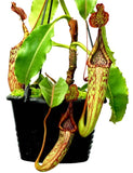 Nepenthes maxima, BE-3735