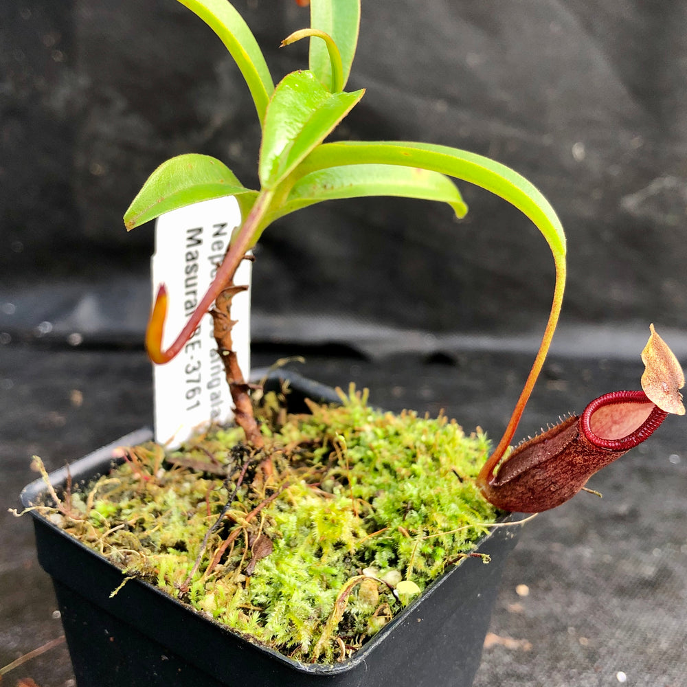 
                      
                        Nepenthes singalana Masurai, BE-3761
                      
                    