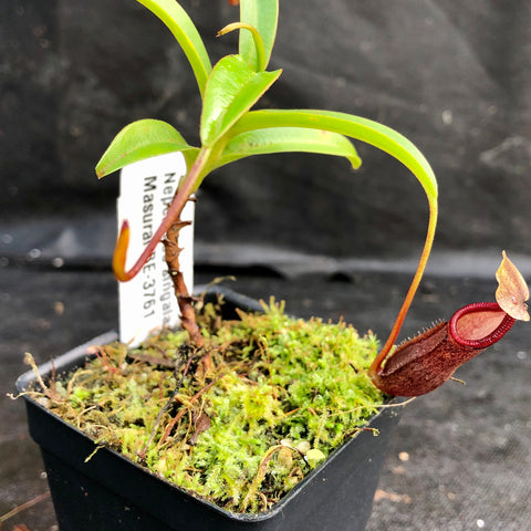 Young Nepenthes singalana Masurai BE-3761 with bright green leaves and a red pitcher on a curling tendril in a mossy pot