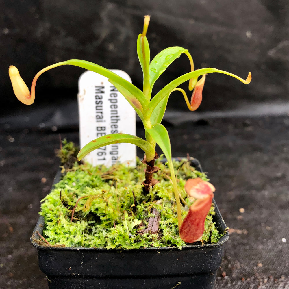 
                      
                        Nepenthes singalana Masurai, BE-3761
                      
                    