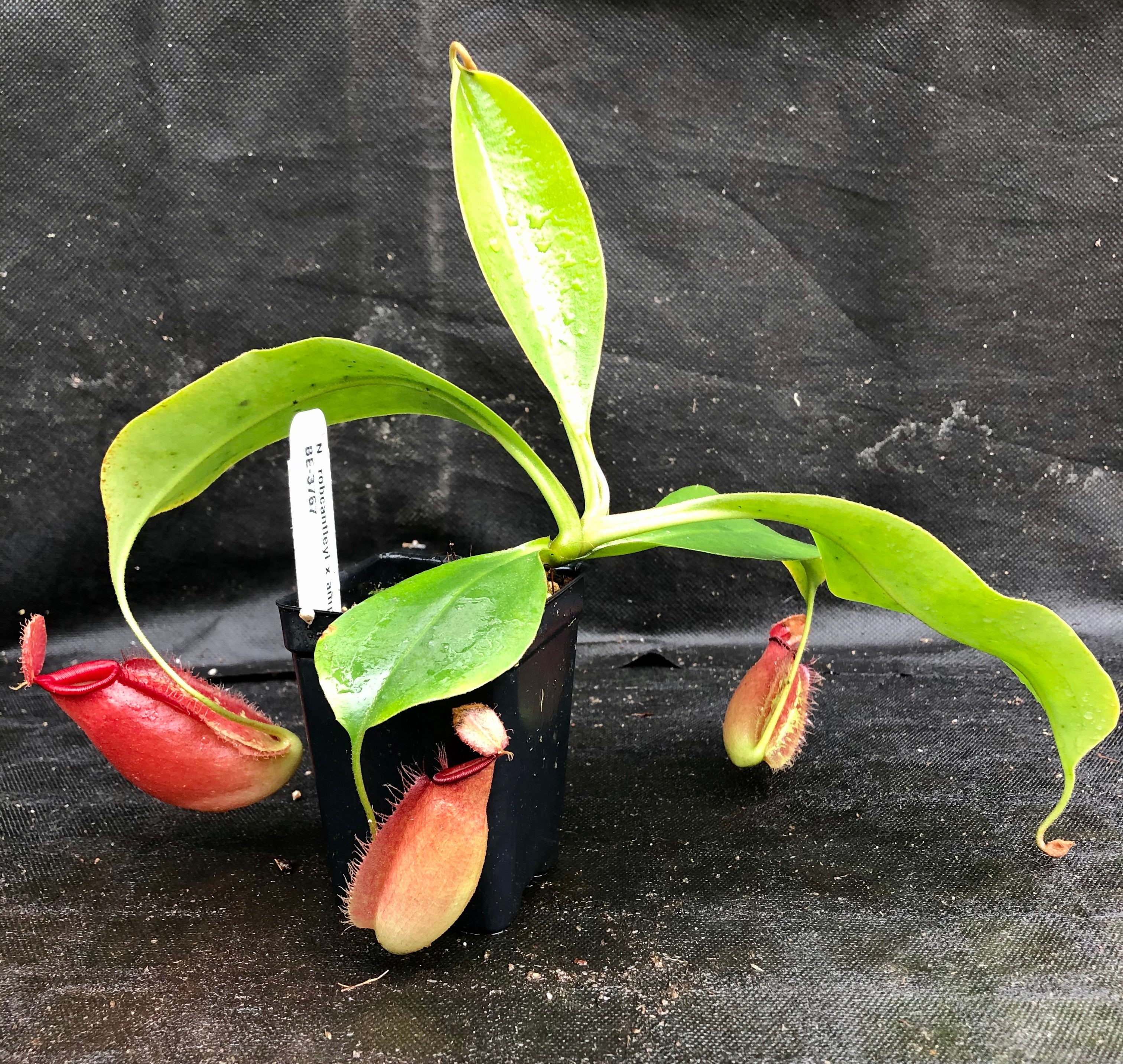 Nepenthes robcantleyi x ampullaria, BE-3767 – Carnivero