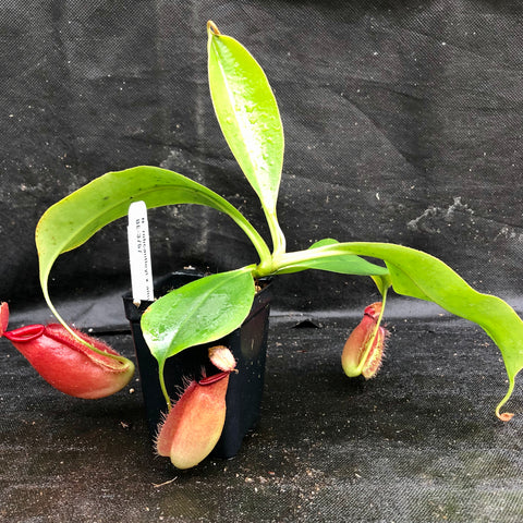 Nepenthes robcantleyi x ampullaria BE-3767 plant with red pitcher traps and glossy green leaves in a small black pot