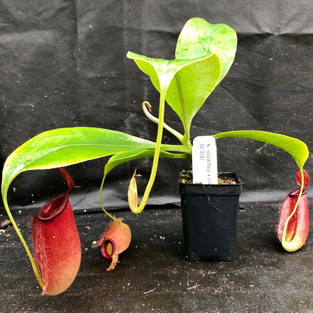
                      
                        Nepenthes robcantleyi x ampullaria, BE-3767
                      
                    