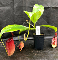 Nepenthes robcantleyi x ampullaria, BE-3767