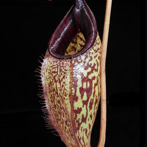 Nepenthes burbidgeae x aristolochioides BE-3784 pitcher with green and red mottled exterior and dark maroon interior against a black background.