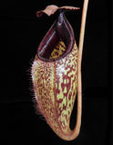Nepenthes burbidgeae x aristolochioides, BE-3784