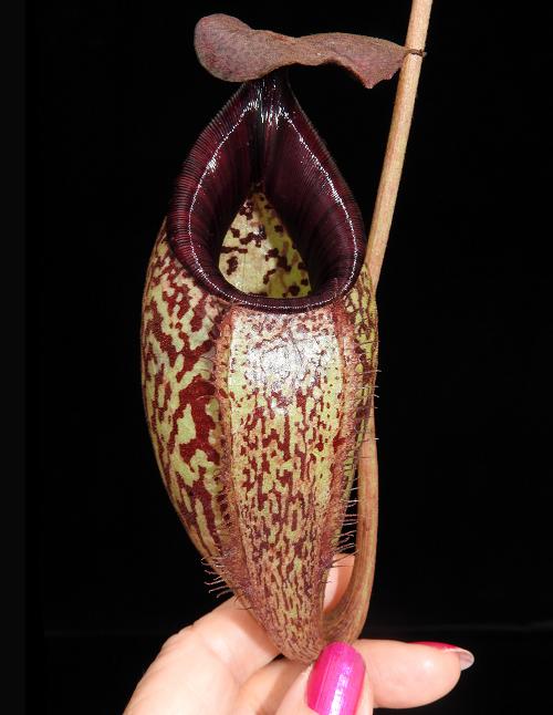 
                      
                        Nepenthes burbidgeae x aristolochioides, BE-3784
                      
                    
