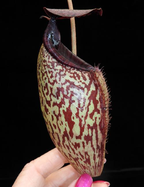 
                      
                        Nepenthes burbidgeae x aristolochioides, BE-3784
                      
                    
