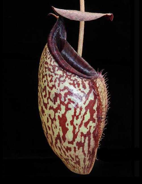 
                      
                        Nepenthes burbidgeae x aristolochioides, BE-3784
                      
                    