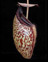 Nepenthes burbidgeae x aristolochioides, BE-3784