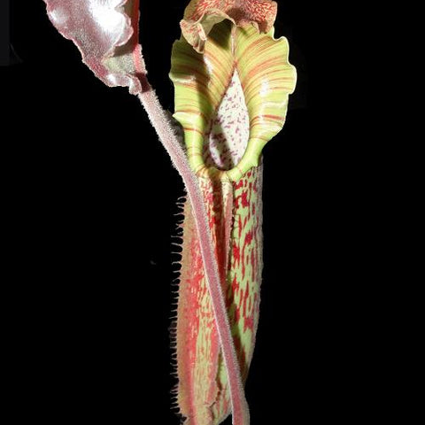 Nepenthes maxima BE-3786 pitcher with striped green and red tones and a curling tendril against a black background