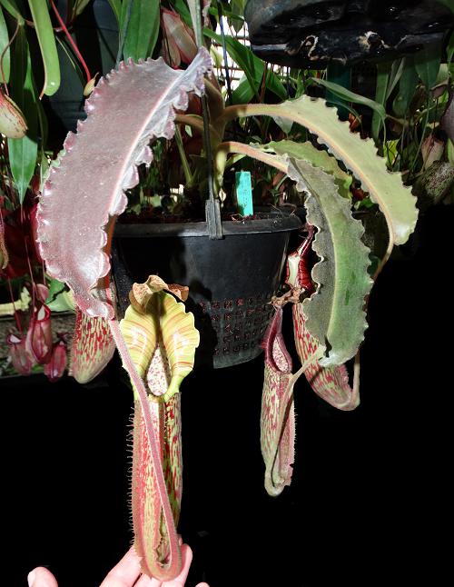 ペむページ Nepenthes maxima BE-3786 – Carnivero