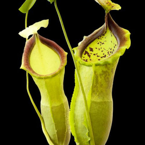 Two lime green Nepenthes spathulata x campanulata BE-3796 pitcher traps against a black background