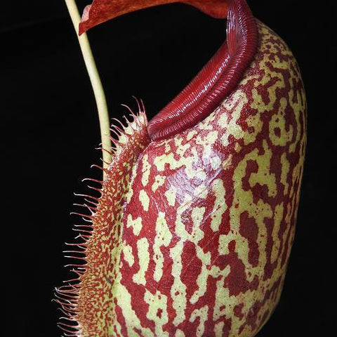 Nepenthes merrilliana x aristolochioides pitcher plant with green and burgundy mottling and a red lid