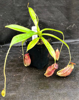 Nepenthes spectabilis x tenuis