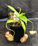 Nepenthes spectabilis x tenuis