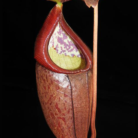 Nepenthes glandulifera x tenuis pitcher with red rim and green interior with purple markings along the inner pitcher
