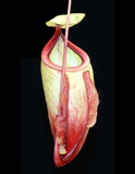 Nepenthes mirabilis var. globosa, BE-3928