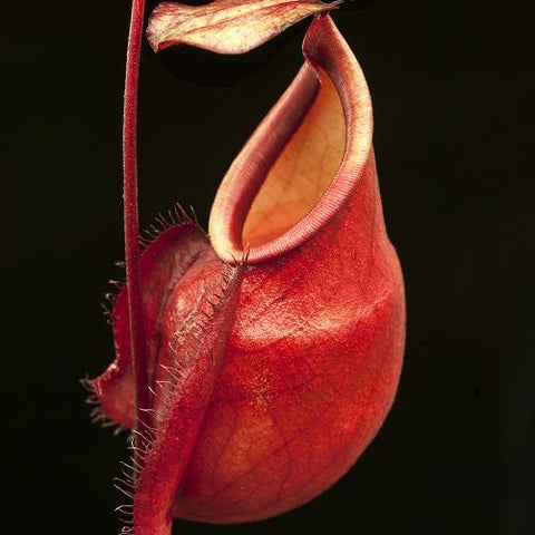 Red Nepenthes mirabilis var globosa pitcher with curved lip against a dark background