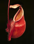 Nepenthes mirabilis var. globosa, BE-3928