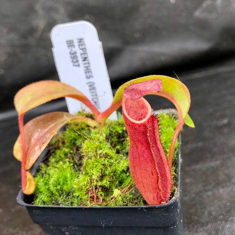 Nepenthes BE-3937 hybrid with a vivid red pitcher emerging from moss in a small pot